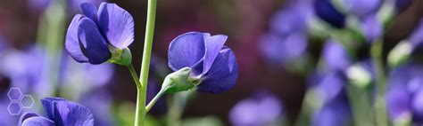 Welcome aboard indigo's official facebook handle! Natural Indigo replaces tobacco in Tennessee - Cattermole ...