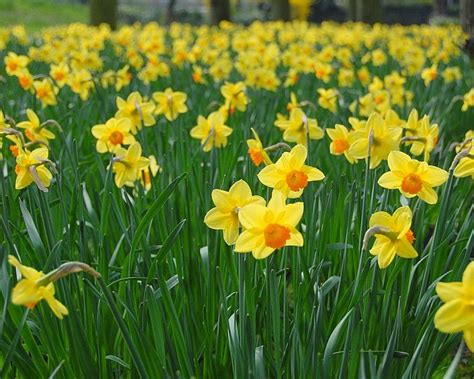 Check spelling or type a new query. March birth flower: Daffodils & Jonquils - Growing Family ...