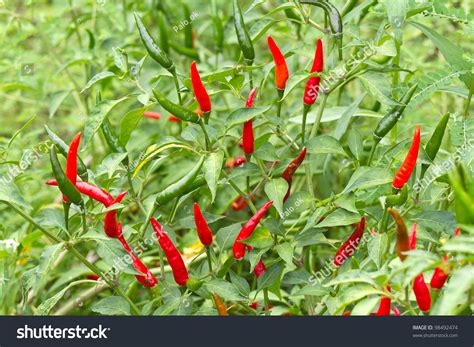 Red Chili Pepper On The Plant Stock Photo 98492474 Shutterstock