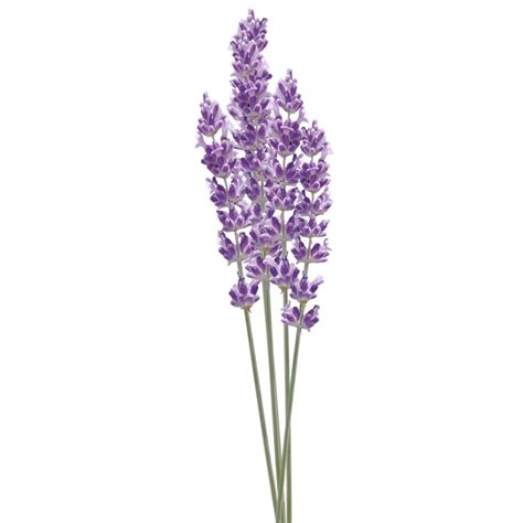 Transparent Image Hd Transparent Transparent Lavender Flower Stem