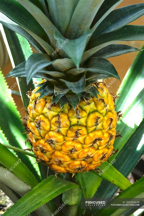 Pineapple Growing On Shrub — Nutrition Outdoors Stock Photo 265354078