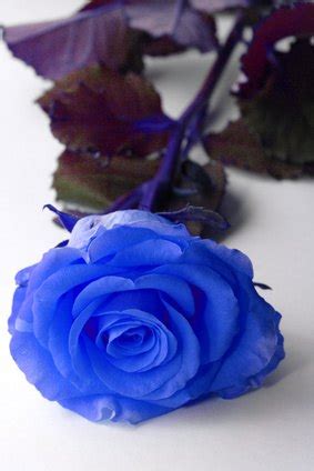 Most designers and developers use hex colors in web design. How to Make White Flowers Turn Into Different Colors | eHow