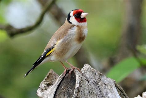 Ten Birds To Spot In Your Garden This Spring Scottish Field