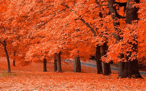 Colorful Autumn Wallpapers Wallpaper Cave
