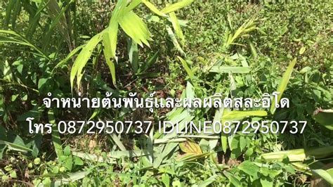 Jul 04, 2021 · มีผู้เสียชีวิตอย่างน้อย 45 ราย รวมทั้งทหารและพลเรือน จาก. Ep.6 คัดเพศสละอินโดอายุปีครึ่ง #บังซาลัค - YouTube