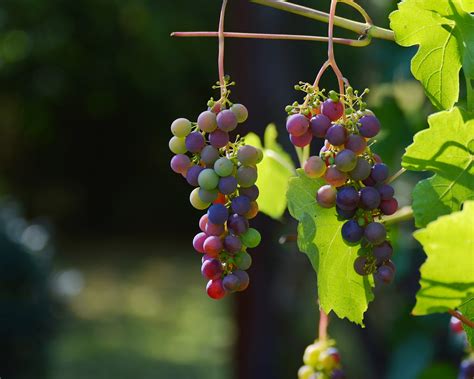 Italian Grape Varietals Guide Italian Wine Glossary Cellartours
