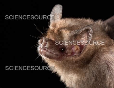 Kitti S Hog Nosed Or Bumblebee Bat Stock Image Science Source Images