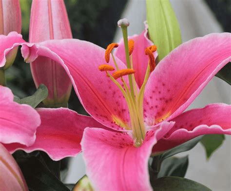 Rosy Romance Oriental Lily 3 Bulbs 1416 Cm