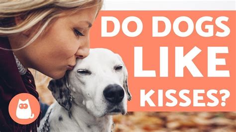 What Does It Mean When A Dog Kisses You