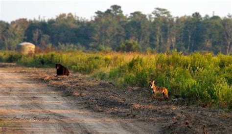 Red Wolf And Black Bear At The Alligator River National Wildlife Refuge