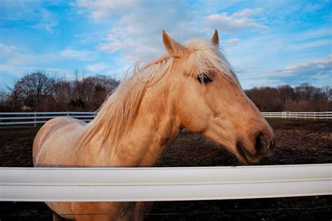 Kentucky Mountain Horse Gaits And Temperament • Horsezz