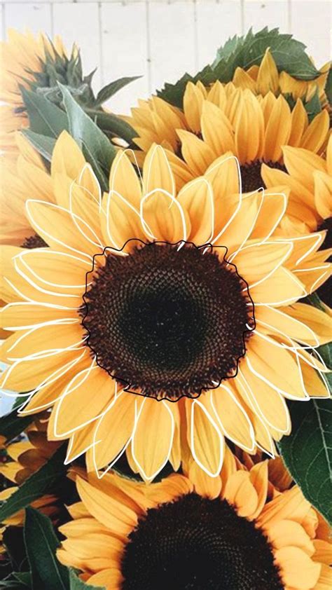 Sunflower | Sunflower iphone wallpaper, Sunflower wallpaper, Flower