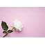 White Rose On Pink Background  High Quality Arts & Entertainment Stock