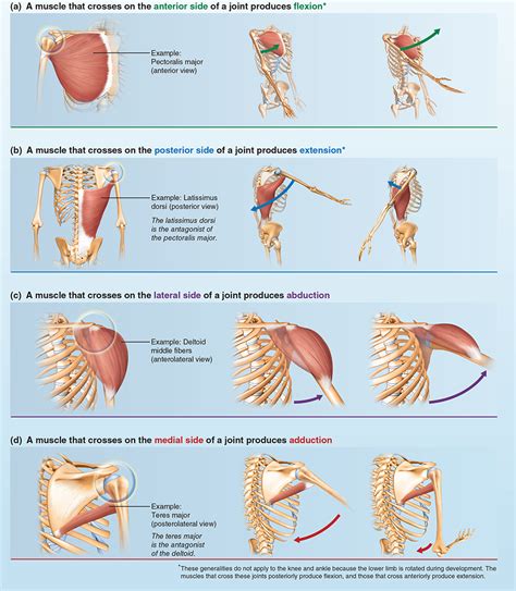 Muscle Actions And Interactions Muscle Anatomy Musculoskeletal