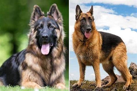 Is The King Shepherd Or German Shepherd The Right Dog Breed For You