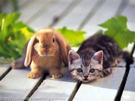 Cute And Funny Pictures Of Animals 19 Bunny