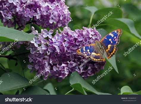 Butterfly Lilac Images Stock Photos And Vectors Shutterstock
