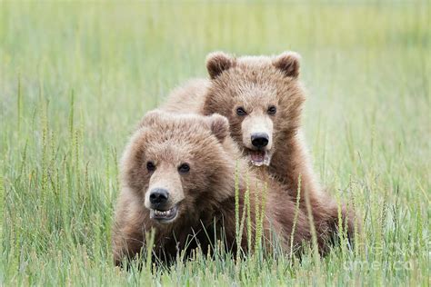 Two Brown Bear Cubs Playing Photograph By Linda D Lester