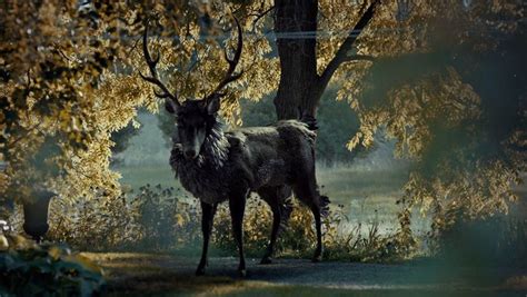 What Does The Stag Represent Hannibal Series Will Graham Nbc Hannibal