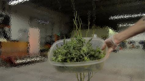 Does temperature have any effect on the flowering time of plants grown outdoors? Time Lapse Marijuana Harvest - YouTube