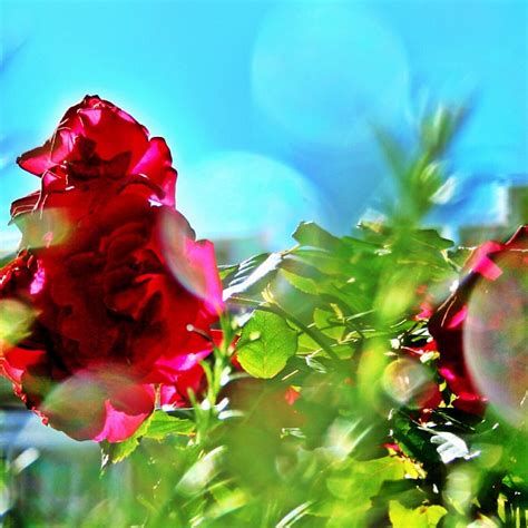 Peeking At Backlit Red Roses Through Breeze Blown Rosemar Flickr