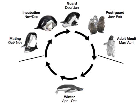 Penguins Learn Antarctica