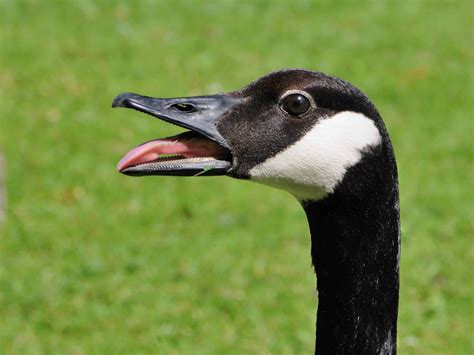 Free Picture Waterfowl Wildlife Black Goose Beak Nature Bird Feather