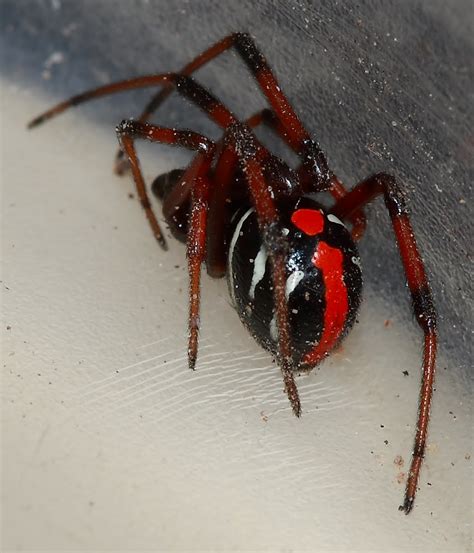 Northern Black Widow Michigan Spiders