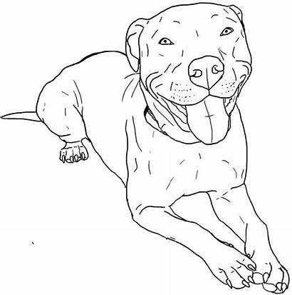 Pitbull Coloring Pit Pages Bull Dog Drawing