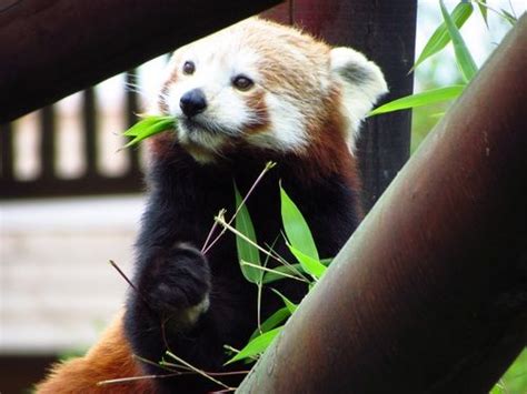 Eat Bamboo Leaves Red Panda Stock Photo 05 Red Panda Stock Photos Photo