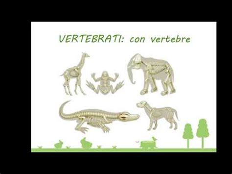 Differenza tra vertebrati e invertebrati | Confronta la differenza tra