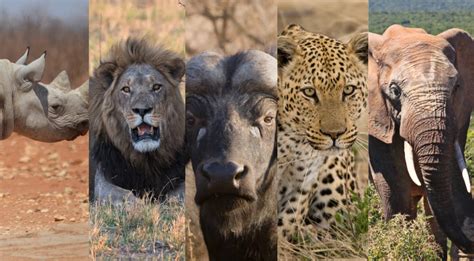 What Are The Big Five Animals Of Africa Sovereign Adventures And