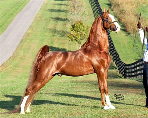 Pin On The American Saddlebred