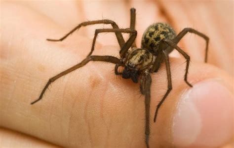 5 effective tips how to get rid of house spider, all you need to know!
