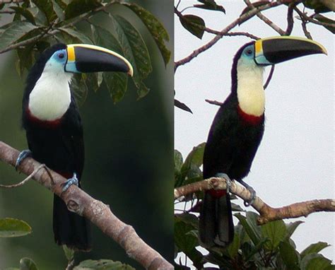 Maybe you would like to learn more about one of these? Download Channel-billed Toucan coloring for free ...