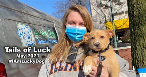 Lucky Dogs May 2021 News Lucky Dog Animal Rescue