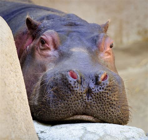 Hippopotalust Hippos Cute Hungry Hippos Baby Hippo