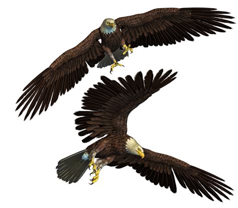 Eagle Png 10 Png All Png All
