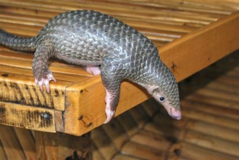 Philippine Pangolin Animals Amazing Facts And Latest Pictures The