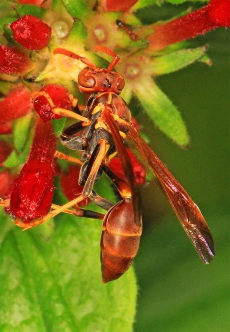 42 Common Wasps In Florida With Photos