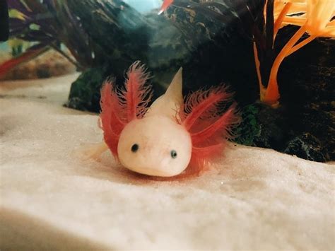 Pin By Gwen On Axolotl Axolotl Axolotl Cute Cute Animals