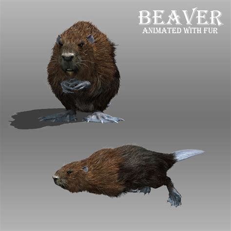 3d Beaver Fur Model Turbosquid 1231675