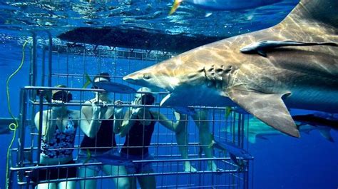 Shark Cage Diving Tour Gansbaai South Africa Shark Cage Diving