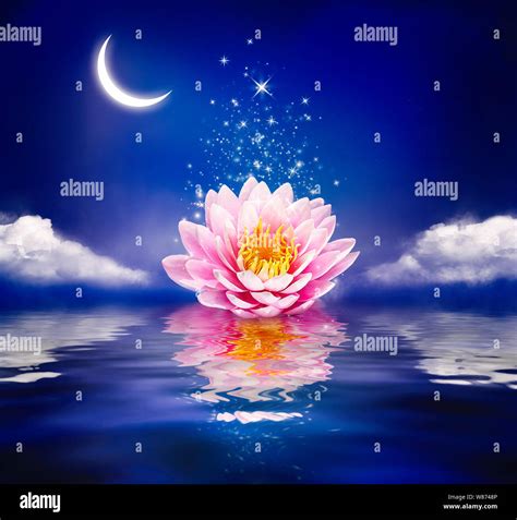 Magical Beautiful Lotus Flower Wallpaper Hd