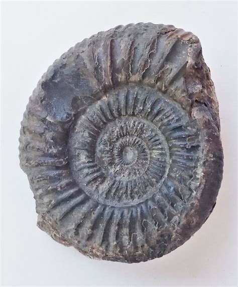 Los Ammonites Y Su Importancia En El Registro Fósil — Litosphera