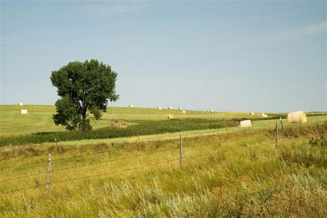 Green Countryside In South Dakota Stock Photo Image Of Tree Bales