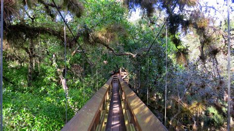 The myakka canopy walkway is located in the heart of the myakka river state park in sarasota county, florida, and contributes demonstrable positive economic, environmental, educational and. TREE Foundation's Flagship Achievement: The Myakka Canopy ...