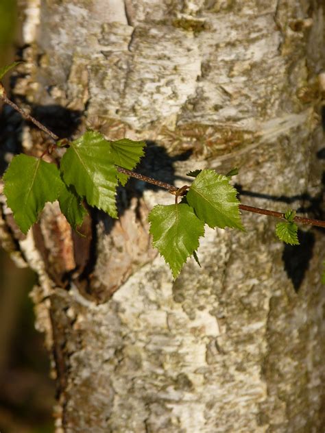 Liść brzozy (Betulae Folium) - Hurtownia Zielarska GreenPort