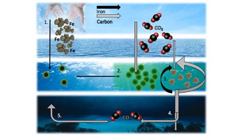 Ocean Iron Fertilization Schematic 1 Iron Is Added To High Nutrient