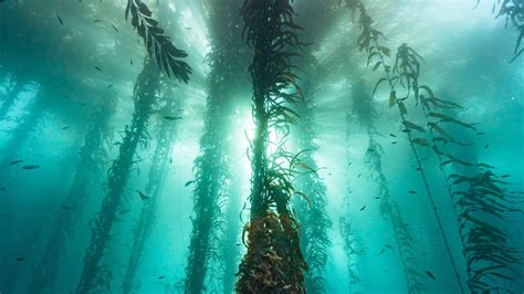 30 Minutes Of Cold Water Magic In A Monterey Bay Kelp Forest Relax